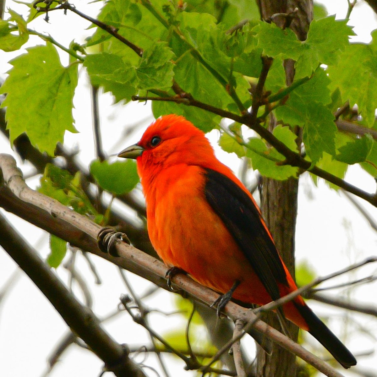 Scarlet Tanager. Also needs to be an OPI nail color. ❤️ 
#BWIAB #MageeMarsh #Birds #BirdTwitter #TwitterBirds