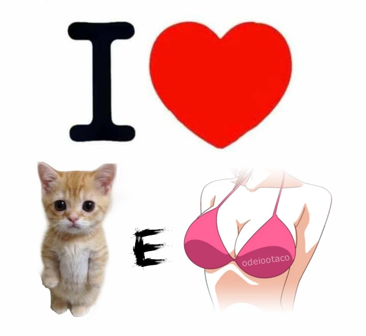 perfil dedicado a gatinhos e peitos (@odeiootaco) on Twitter photo 