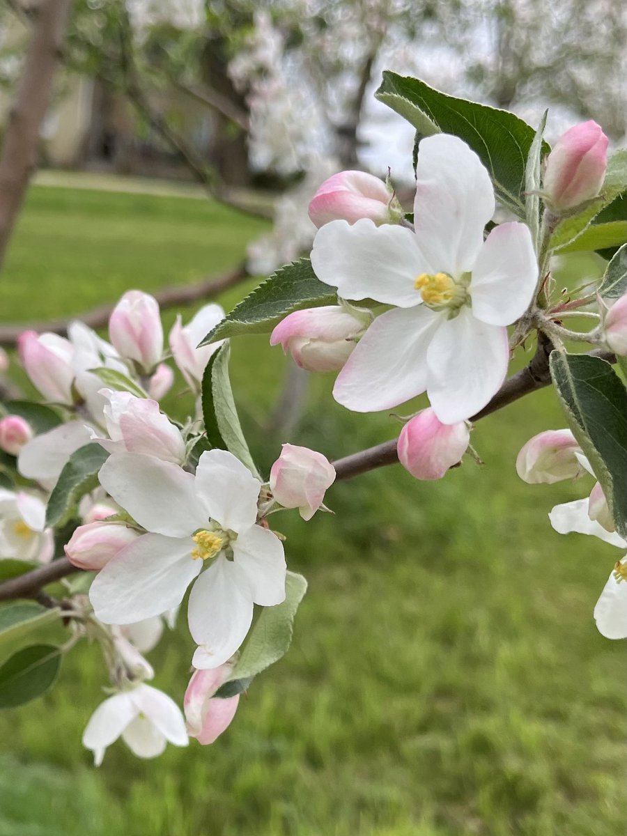 CiderFire's tweet image. ⁦@breakfasttv⁩ ⁦⁦@FrankFerragine⁩ the Apple#blossom are really starting to come out! So beautiful! Soooo many colours #brucecounty #Canadasrarestorchard