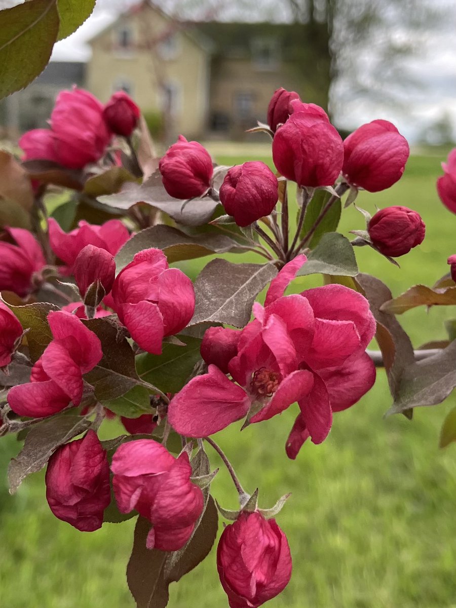 CiderFire's tweet image. ⁦@breakfasttv⁩ ⁦⁦@FrankFerragine⁩ the Apple#blossom are really starting to come out! So beautiful! Soooo many colours #brucecounty #Canadasrarestorchard