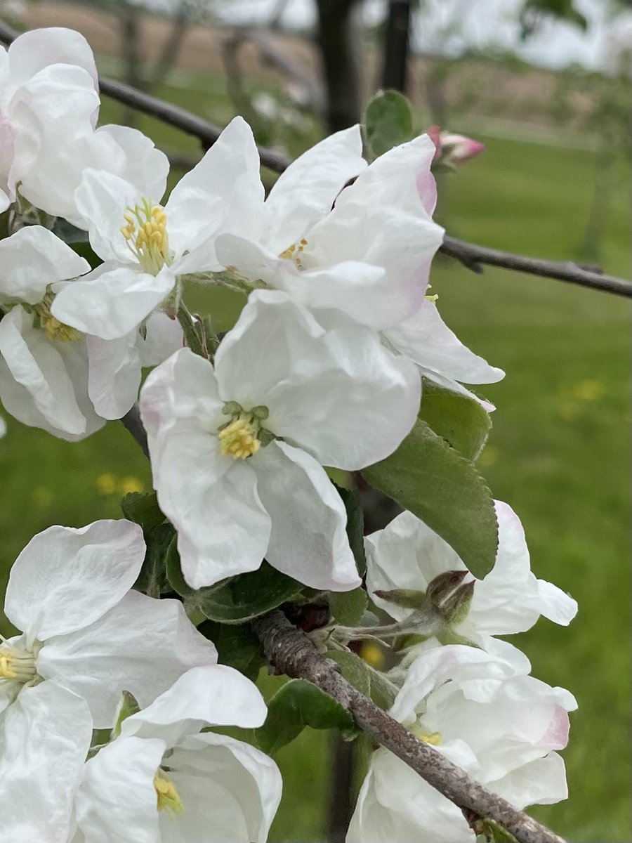 CiderFire's tweet image. ⁦@breakfasttv⁩ ⁦⁦@FrankFerragine⁩ the Apple#blossom are really starting to come out! So beautiful! Soooo many colours #brucecounty #Canadasrarestorchard
