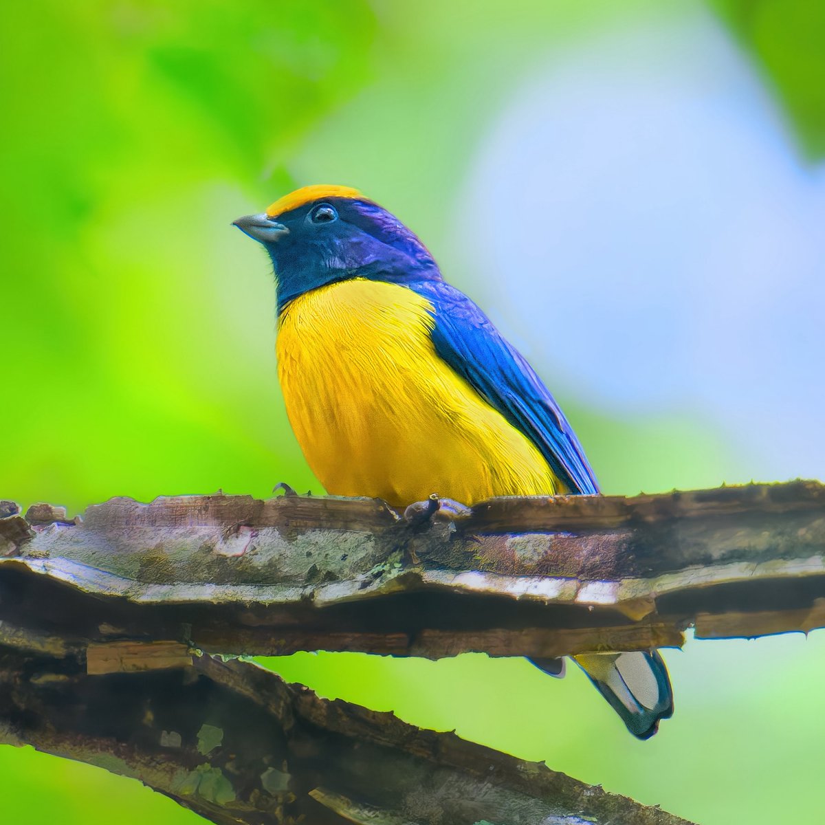 Ruben Giron (@rubengi02391602) on Twitter photo Orange-bellied Euphonia - These birds are about 4" long and belong to the Finch family. Males have an orange/yellow belly, a yellow cap and a dark blue throat. Seen at Três Picos State Park, Jacarandá headquarters, Brazil. #birdcpp <a href="/BirdCentralPark/">Manhattan Bird Alert</a> #birdsofbrazil Orange-bellied Euphonia - These birds are about 4" long and belong to the Finch family. Males have an orange/yellow belly, a yellow cap and a dark blue throat. Seen at Três Picos State Park, Jacarandá headquarters, Brazil. #birdcpp <a href="/BirdCentralPark/">Manhattan Bird Alert</a> #birdsofbrazil