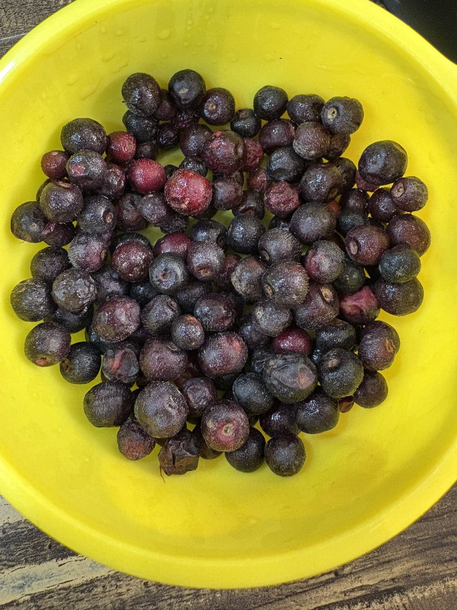 Sahilpahwa09's tweet image. Have you ever tried this fruit? It’s called Falsa (Phalsa) 

rare to find these days, but one of my absolute favorites!

Tart, juicy, and perfect for summer —
especially with a pinch of black salt!

Underrated gem!

#Falsa #SummerFruit #Favorites