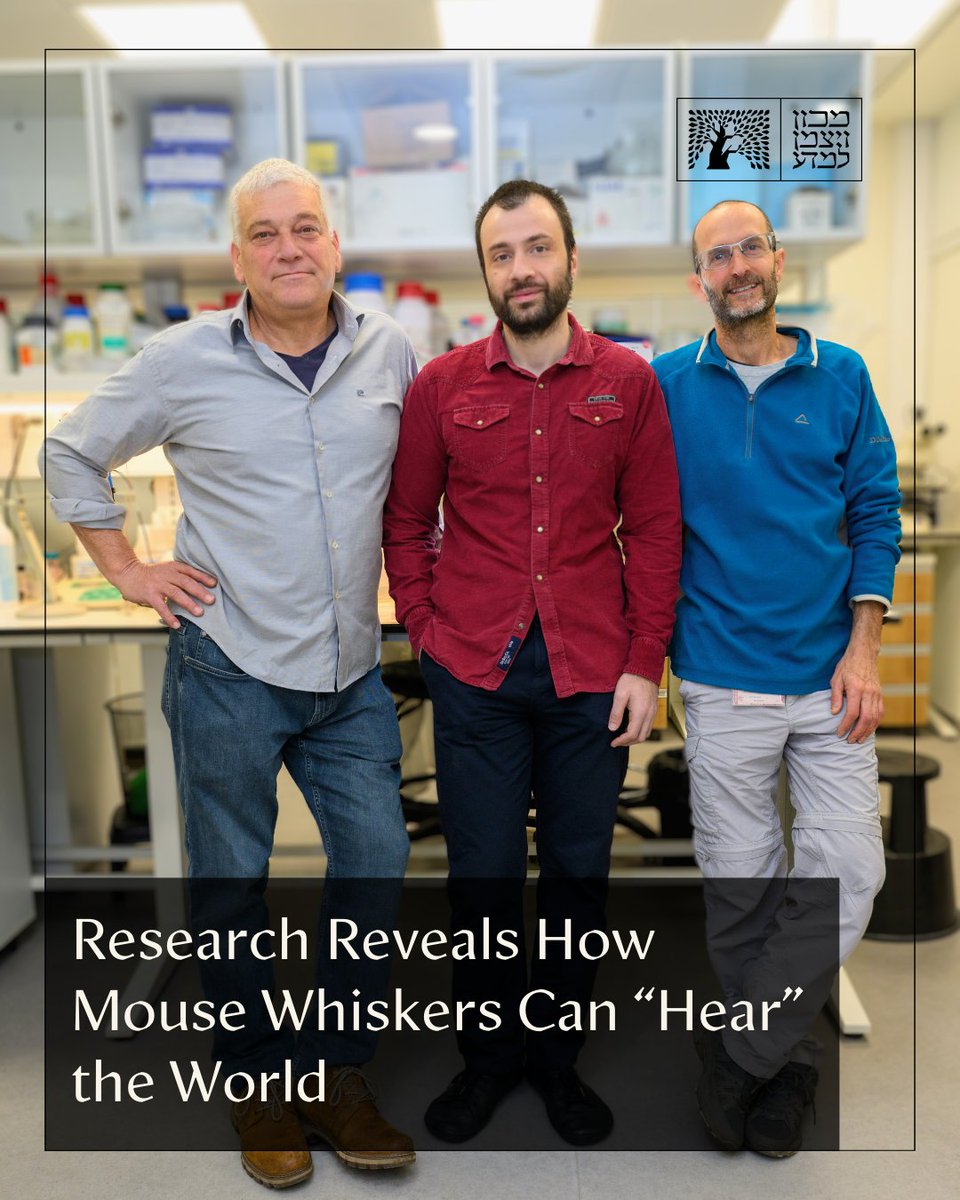 Weizmann Institute (@weizmannscience) on Twitter photo Whiskers don’t just feel – they hear.
Weizmann Institute scientists, headed by Prof. Ilan Lampl, reveal how mice listen to the world through their whiskers >> bit.ly/Whisker-Eng
<a href="/Lampl_Lab/">Ilan Lampl</a> Whiskers don’t just feel – they hear.
Weizmann Institute scientists, headed by Prof. Ilan Lampl, reveal how mice listen to the world through their whiskers >> bit.ly/Whisker-Eng
<a href="/Lampl_Lab/">Ilan Lampl</a>