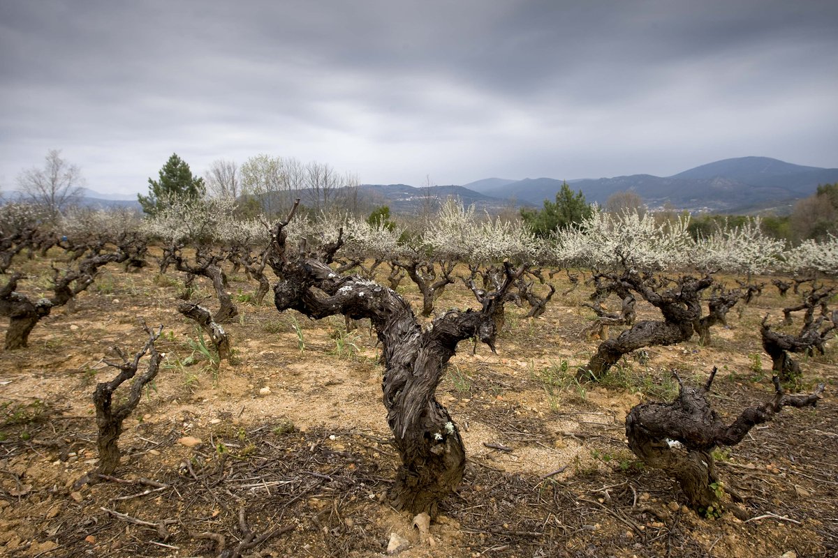 🌾 El 15 de mayo celebramos a #SanIsidro, patrón del campo y de quienes lo trabajan con esfuerzo, día tras día

En Castilla y León, esta fiesta tiene sabor propio: el de nuestros productos locales, auténticos y llenos de historia

#TierraDeSabor