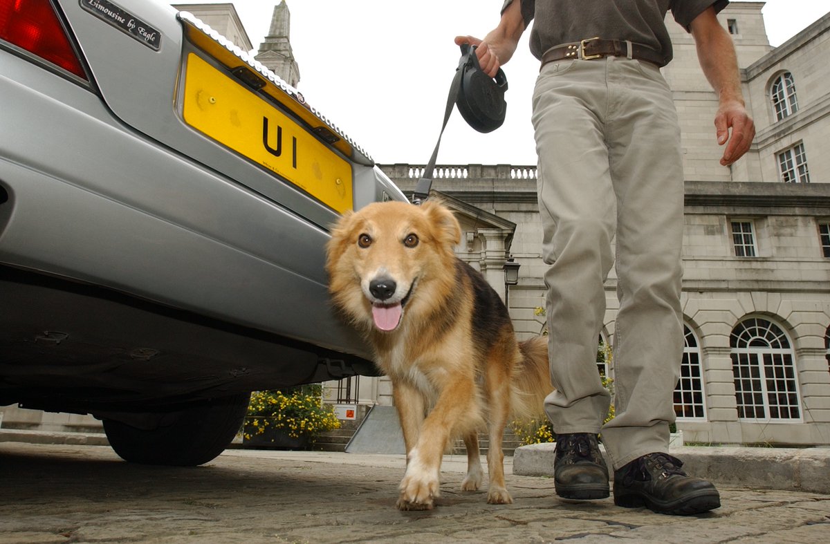 The story of Civic, a homeless dog that Leeds fell in love with
tinyurl.com/ydeut4ce #Leeds