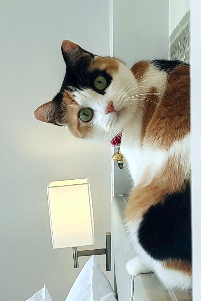 Peek-a-boo... Do you miss Little Om?