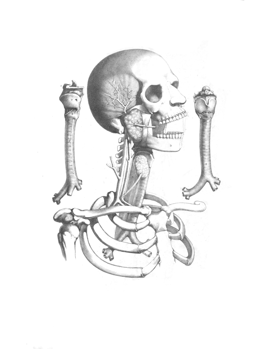 BurstBooksBiz's tweet photo. 📚 Unlock the Power of Human Anatomy! 🖼️

Introducing the Artistic Anatomy Picture Book—a massive visual guide packed with hundreds of classical anatomy illustrations! Whether you're an artist, medical student, physiotherapist, or massage practitioner, this book is your ultimat https://t.co/cXKPCukcTG