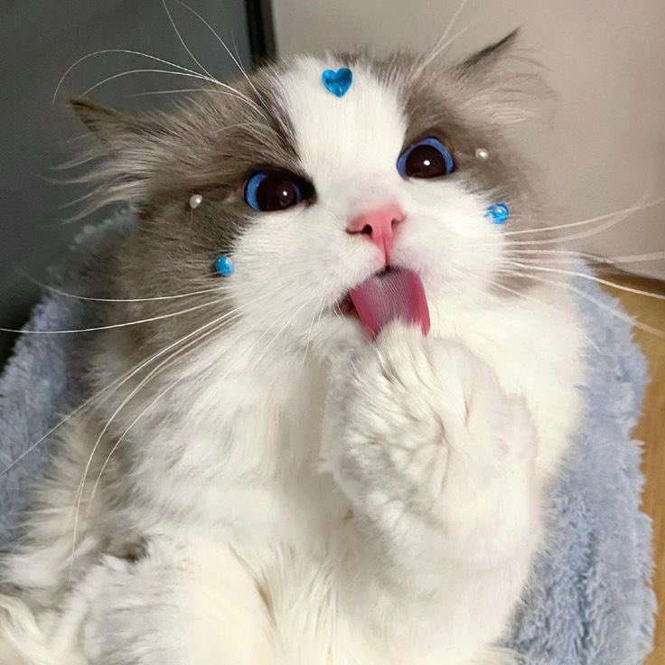 awboyy_'s tweet image. ≽^•⩊•^≼