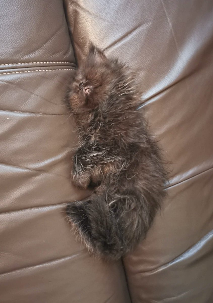 A #ThrowbackThursday photo to when I was just a little scrap of floof dreaming of all the mischief to come!😹 #tbt #Hedgewatch ❤️