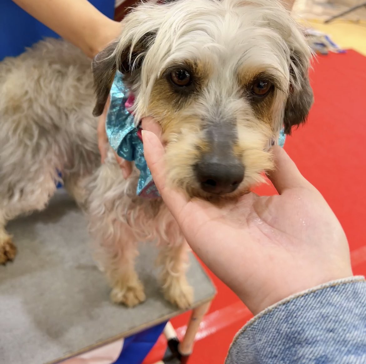 香里園アルプラザ🎀

ご一緒出来たザッ友の皆様
ありがとうございました😄

子供の日🎏だったので
小さいお友達がたくさん居て

いつも以上に大盛況でした💓

みんな可愛かったーฅ🐾

#わんわんサーカス
#香里園アルプラザ 

                .*･ﾟ🐶･2025.5.5.*･ﾟ🎪･*.