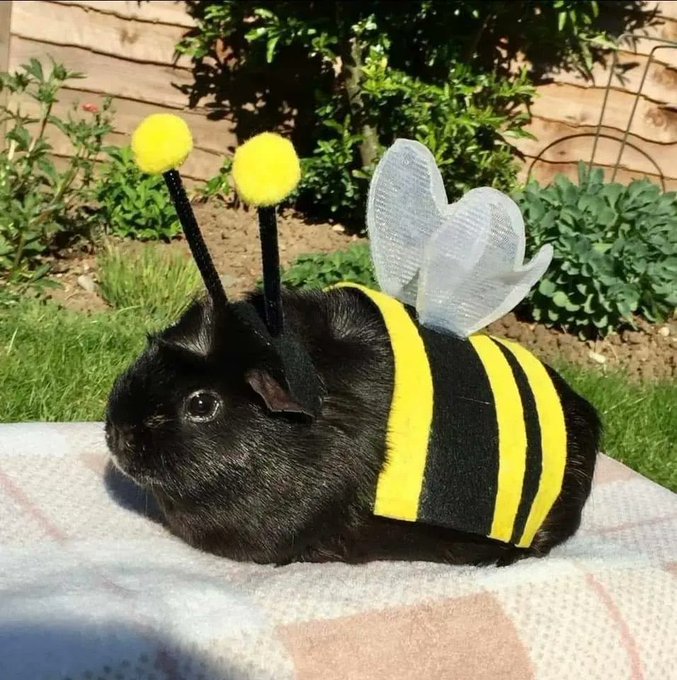 RabbitLoversUSA's tweet photo. Have you ever seen a bee this big before ?! https://t.co/TINoV02ZdE