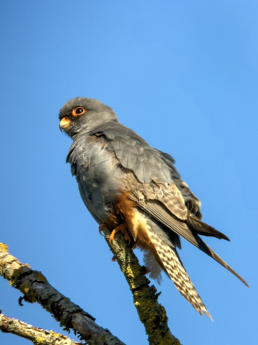 Paul Hackett (@paulhdigiman) on Twitter photo Red Footed Falcon, 2s Males, SWT Carlton Marshes Suffolk UK 🇬🇧
#Suffolkwildlifetrust
#phonescoped #phonescoping #kowascoping #benrouk #digiscoping #phonescoper #phonescope #iphone15promax #varioadapter <a href="/suffolkwildlife/">SuffolkWildlifeTrust</a> <a href="/KowaOptics/">Kowa Sporting Optics</a> Red Footed Falcon, 2s Males, SWT Carlton Marshes Suffolk UK 🇬🇧
#Suffolkwildlifetrust
#phonescoped #phonescoping #kowascoping #benrouk #digiscoping #phonescoper #phonescope #iphone15promax #varioadapter <a href="/suffolkwildlife/">SuffolkWildlifeTrust</a> <a href="/KowaOptics/">Kowa Sporting Optics</a>