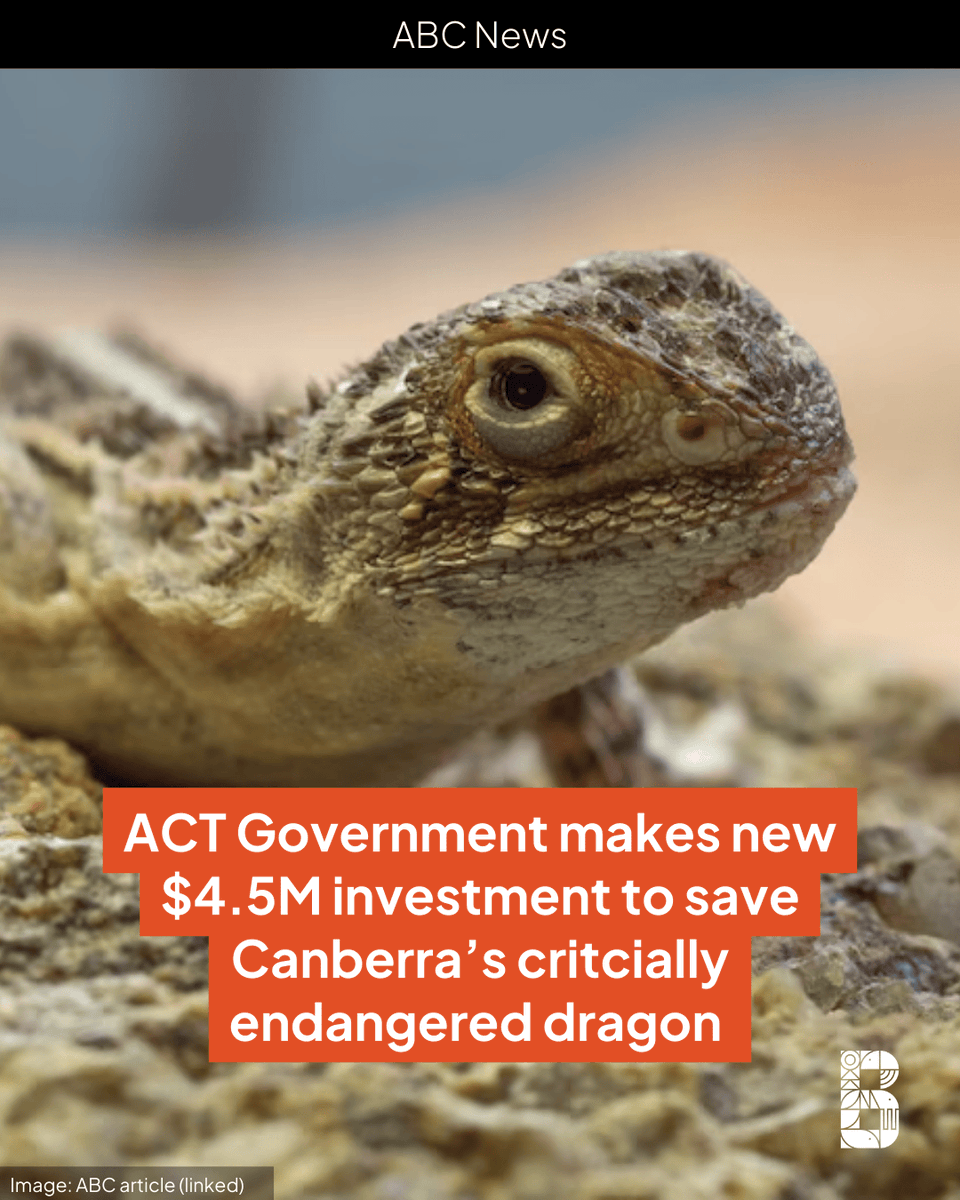 Biodiversity Council (@biodivcouncil) on Twitter photo The conservation of Canberra’s cute and critically endangered dragon will receive a $4.5 M boost from the <a href="/actgovernment/">ACT Government</a> .
Southern Australia’s grasslands have been extensively cleared and developed, leaving many grassland-dependent species, like the Canberra grassland earless The conservation of Canberra’s cute and critically endangered dragon will receive a $4.5 M boost from the <a href="/actgovernment/">ACT Government</a> .
Southern Australia’s grasslands have been extensively cleared and developed, leaving many grassland-dependent species, like the Canberra grassland earless