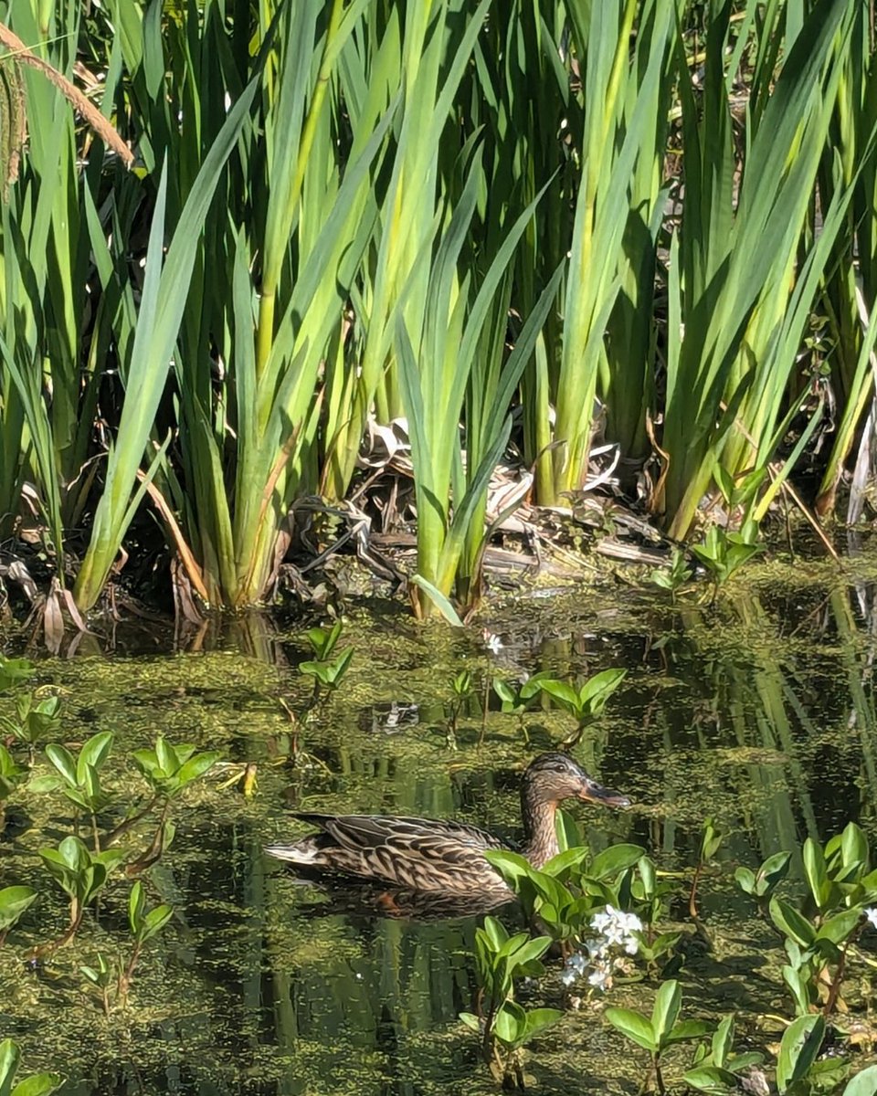 ProvanHall's tweet image. Spotted at Provan Hall, a Duck!

We are open again from today until Sunday, so pop along to enjoy our fabulous heritage site and wonderful outdoor area!