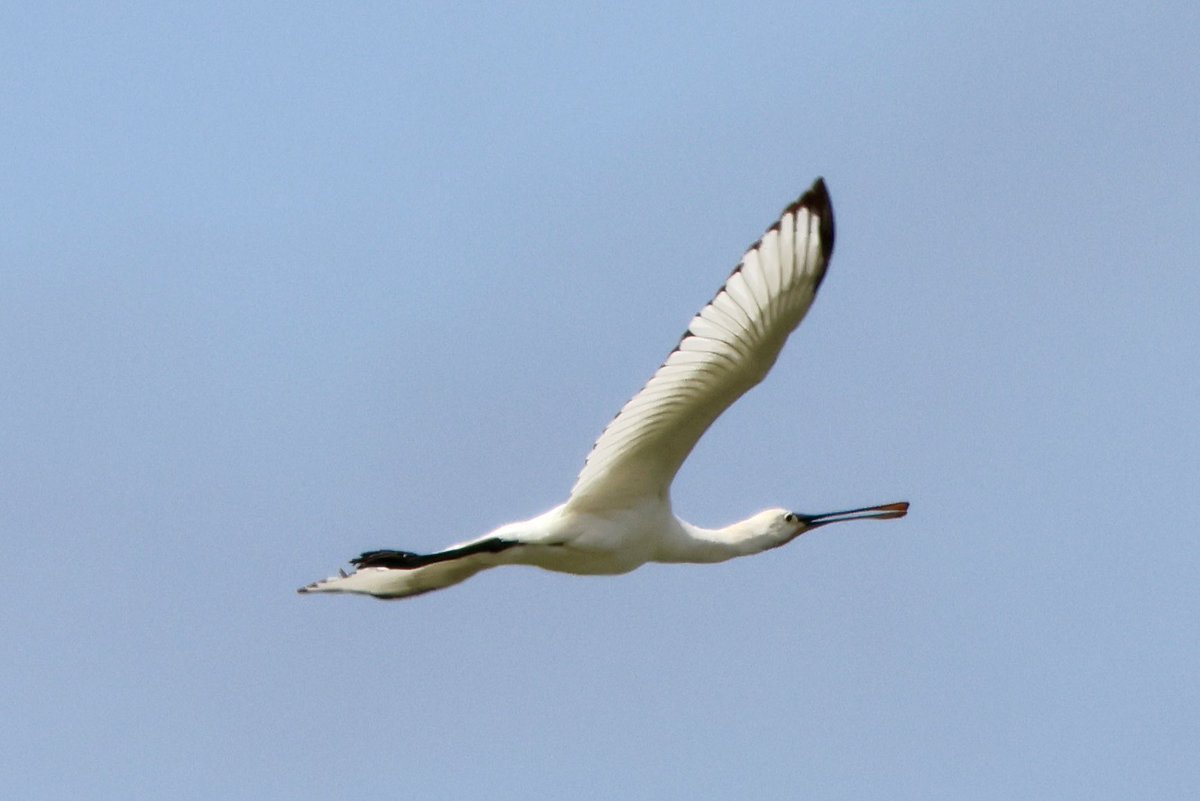 AndrewWappat's tweet image. Spoonbill circling Filey Dam’s East Lea pool late yesterday morning, before heading off. Always an impressive profile in flight. @FileyBirdObs @nybirdnews @Natures_Voice @BBCSpringwatch @WildlifeMag @BirdGuides @teesbirds1 @waderquest