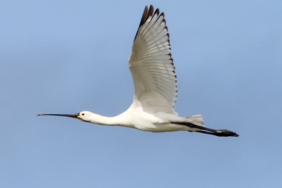 AndrewWappat's tweet image. Spoonbill circling Filey Dam’s East Lea pool late yesterday morning, before heading off. Always an impressive profile in flight. @FileyBirdObs @nybirdnews @Natures_Voice @BBCSpringwatch @WildlifeMag @BirdGuides @teesbirds1 @waderquest