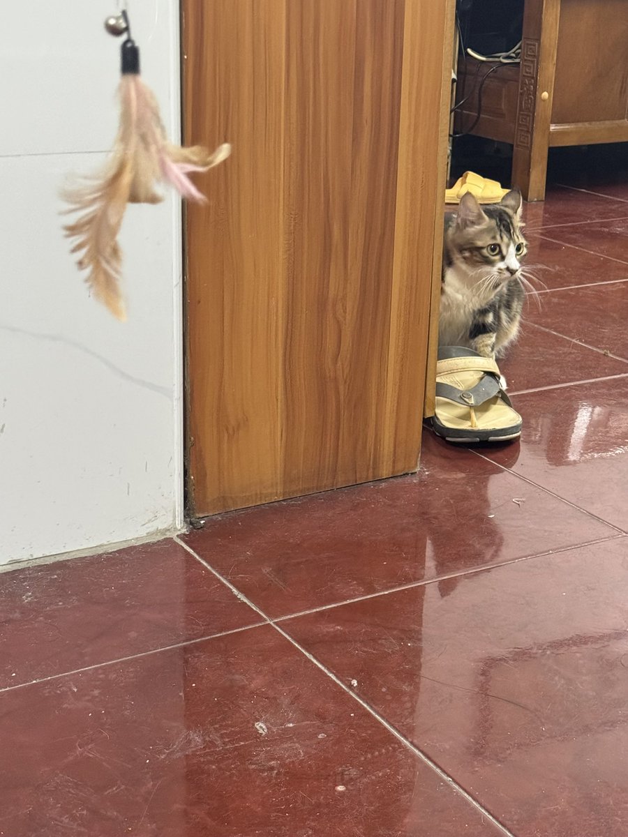 foetyuiy's tweet photo. You’re my precious baby ,Don’t be a cat again.Remember my smell,Rendezvous in your next life https://t.co/Hz5kB4g5Px