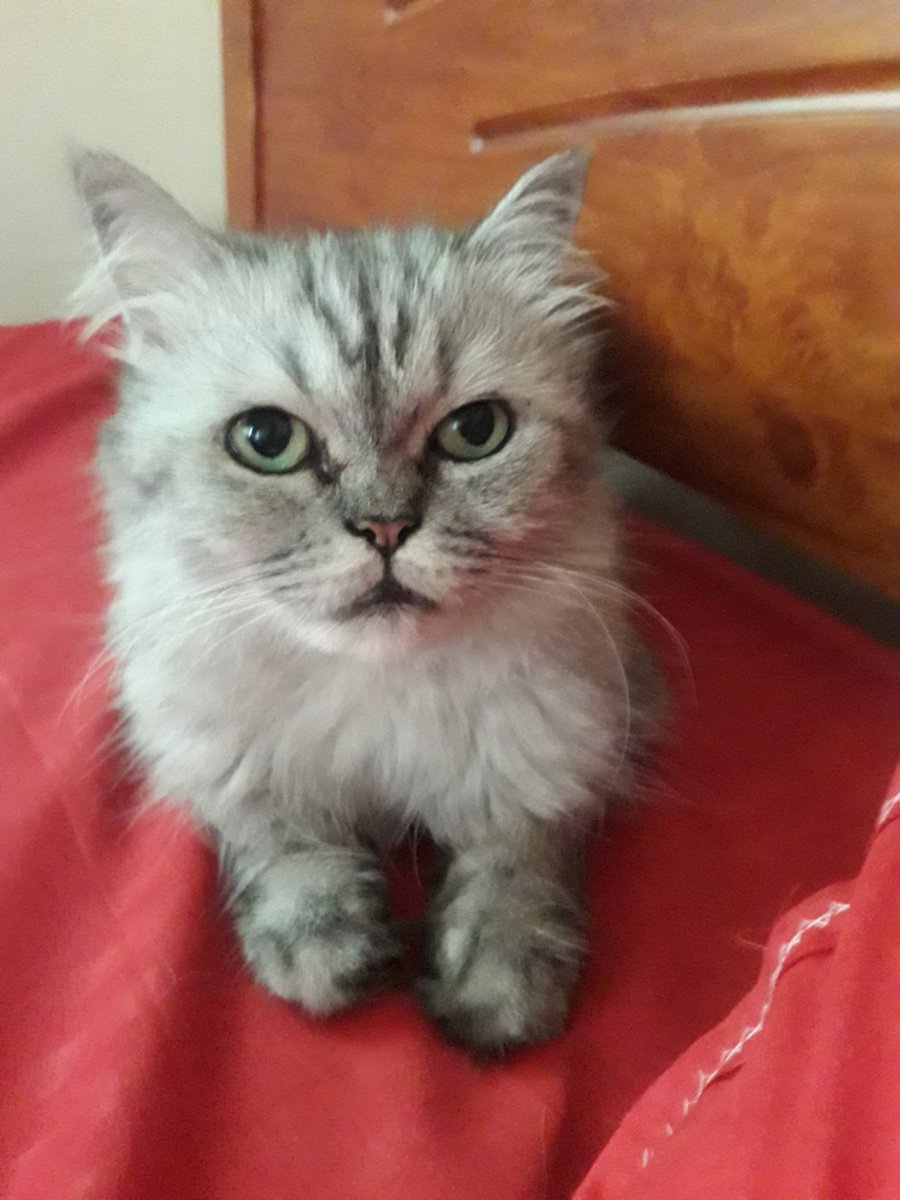 Thank you friends for all the love and wishes. Going through my day without this little one by my side is very difficult. She was so deeply connected to my day to day life that I feel very empty. I don't know how to have a routine without her. 💔