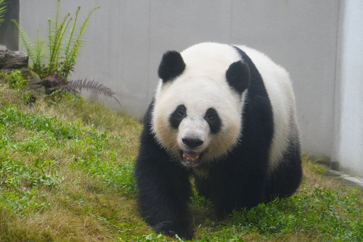 We are so excited to visit Xi Lun, Ya Lun, Lun Lun and Yang Yang this weekend! Don’t miss it!
Virtual Tour Sign-Up: mypandatours.com/collections/al…
“TOUR #165•Chengdu Panda Base• Saturday 17 May, 8:30PM (Times in EDT)”
