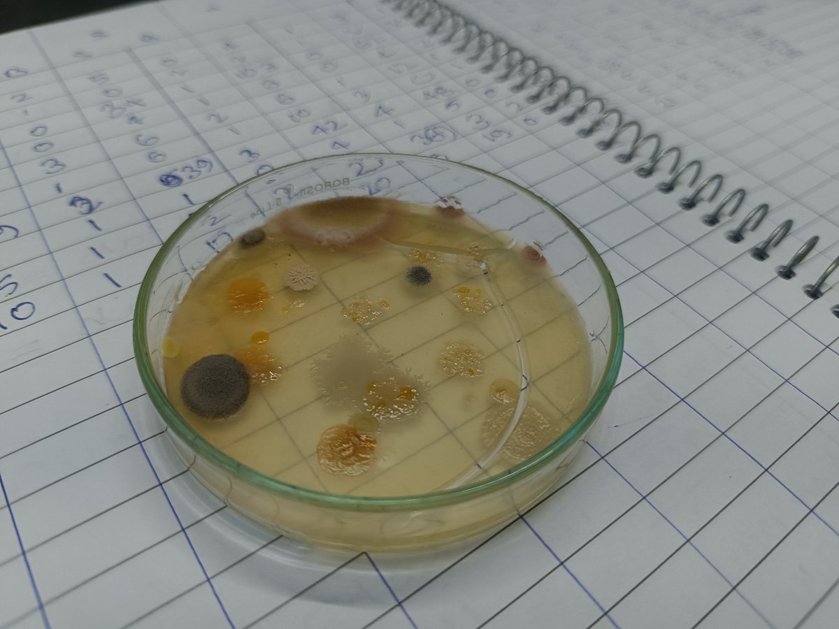 JishuHaldar2's tweet image. Spending my day in the lab, working on my final year project. Slow and steady progress—but it&apos;s happening! #PharmacyLife #LabDiaries #ResearchModeOn