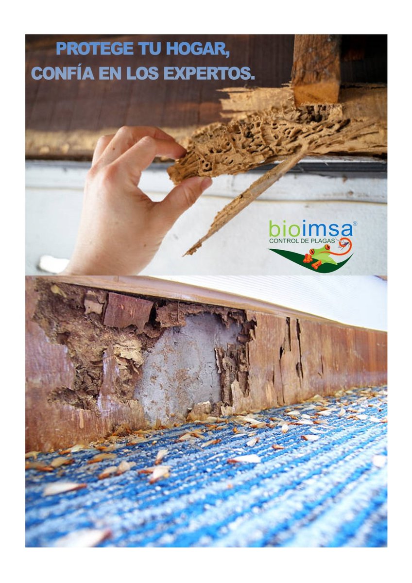 Bioimsa's tweet photo. Si las TERMITAS comienzan a invadir tu hogar, BIOIMSA tiene la solución.
Te ofrecemos un tratamiento especializado y efectivo para eliminarlas por completo.
Llámanos hoy para una evaluación gratuita.
PROTEGEMOS TU ESPACIO.
#controldeplagas #termitas #tratamientoespecializado https://t.co/j5F52e4YG5