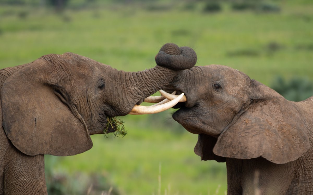 AerolinkUganda's tweet photo. Fly with #AeroLink to Murchison Falls, where the giants roam free. Watch as two elephants share a tender trunk embrace in Uganda’s oldest and largest national park—a heartwarming moment in the wild. #MurchisonFalls #ExploreUganda #ElephantEncounters #WildUganda #NatureMoments https://t.co/DcgldZUowb