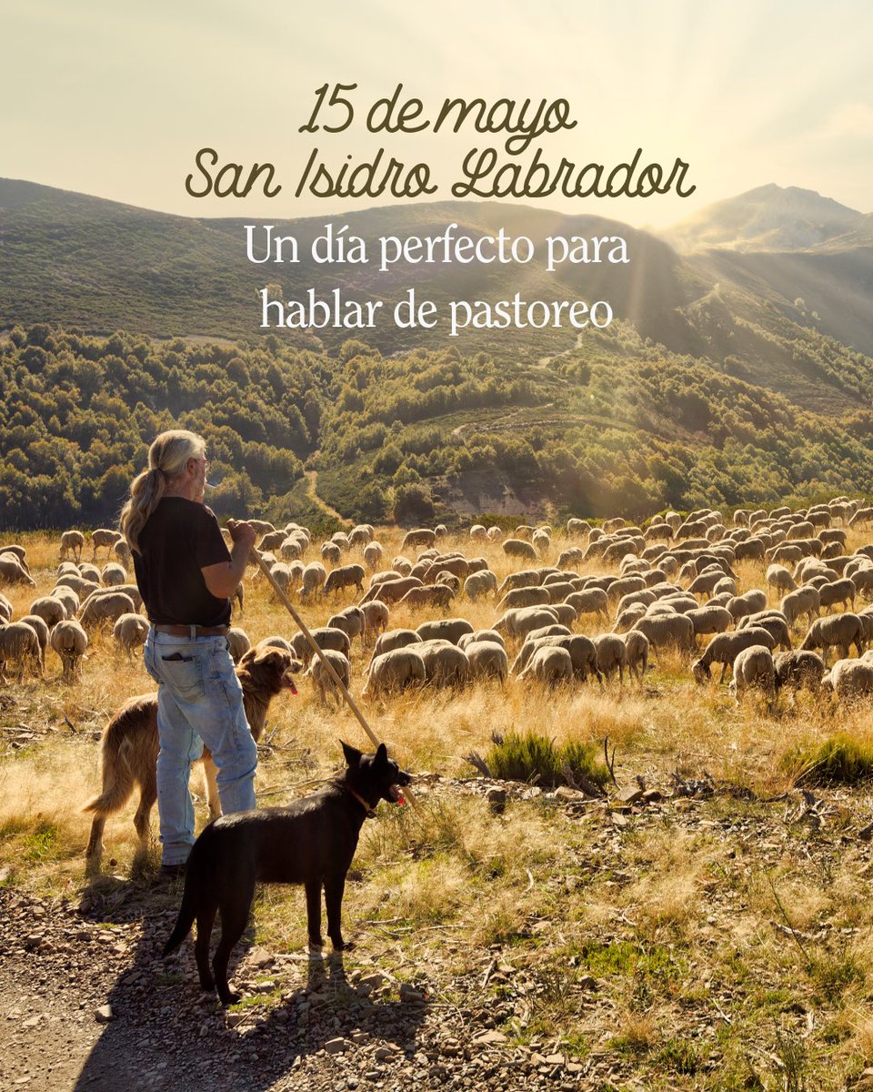 Hoy, en el Día de #SanIsidro, aprovechamos para hablar de algo tan esencial como el buen cordero: el pastoreo.

Este trabajo no solo cuida el campo, ¡también trae muchos beneficios!

✔️ Mejorar la fertilidad del suelo
✔️ Ayuda a prevenir incendios
✔️ Mejora la biodiversidad