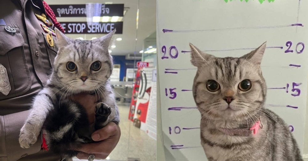 MothershipSG's tweet photo. Thai police officer arrests &amp; takes mugshot of remorseless cat for repeatedly assaulting officers https://t.co/8f7rzVfLKT https://t.co/4pO88LUUgP