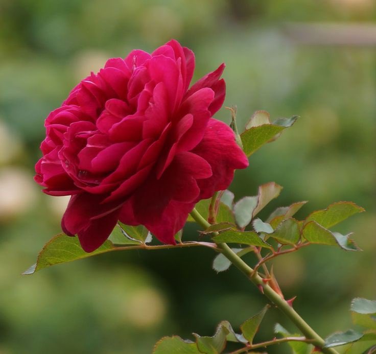 الخميس
حتى حروفه سعادة

طالما أن القادم في غيب اللـــــــــــــــه 
فتصوره جميلاً