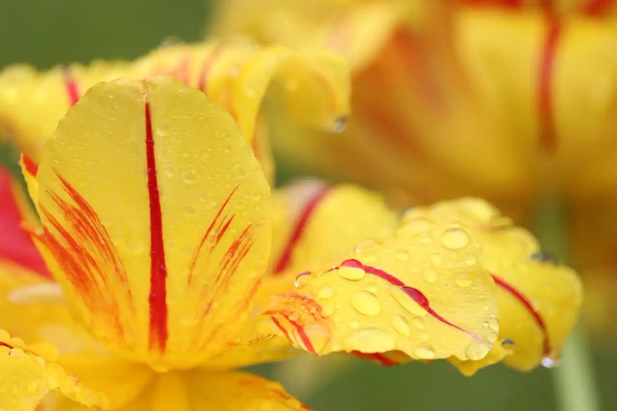 Global Plant Council (@globalplantgpc) on Twitter photo Mathematicians solve centuries-old mystery of how ‘broken’ tulips get their stripes
globalplantcouncil.org/mathematicians… via <a href="/UAlberta/">University of Alberta</a> #PlantScience Mathematicians solve centuries-old mystery of how ‘broken’ tulips get their stripes
globalplantcouncil.org/mathematicians… via <a href="/UAlberta/">University of Alberta</a> #PlantScience