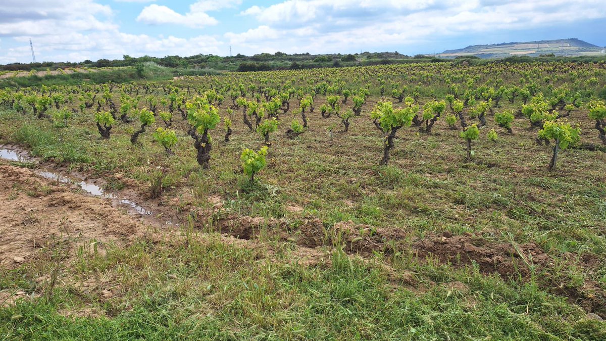 ¡¡¡Feliz día de San Isidro Labrador!!!