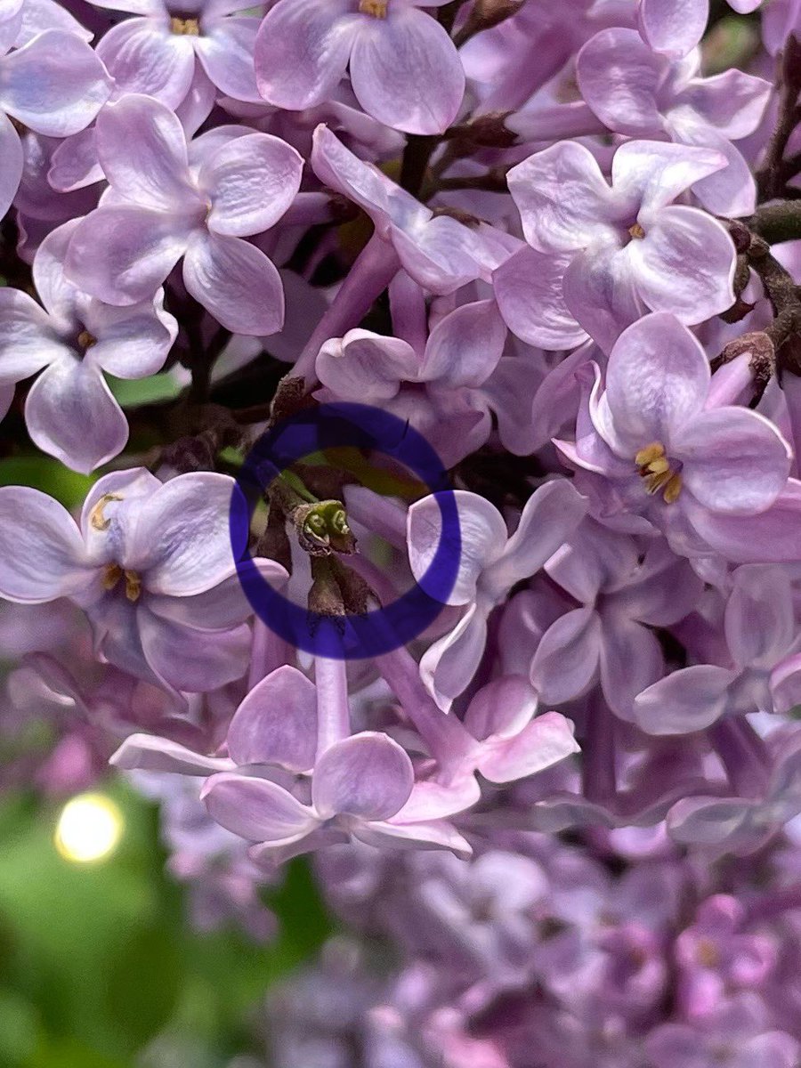 みやびページ Maison MIHARA YASUHIRO ONLINE STORE（メゾンミハラヤスヒロ