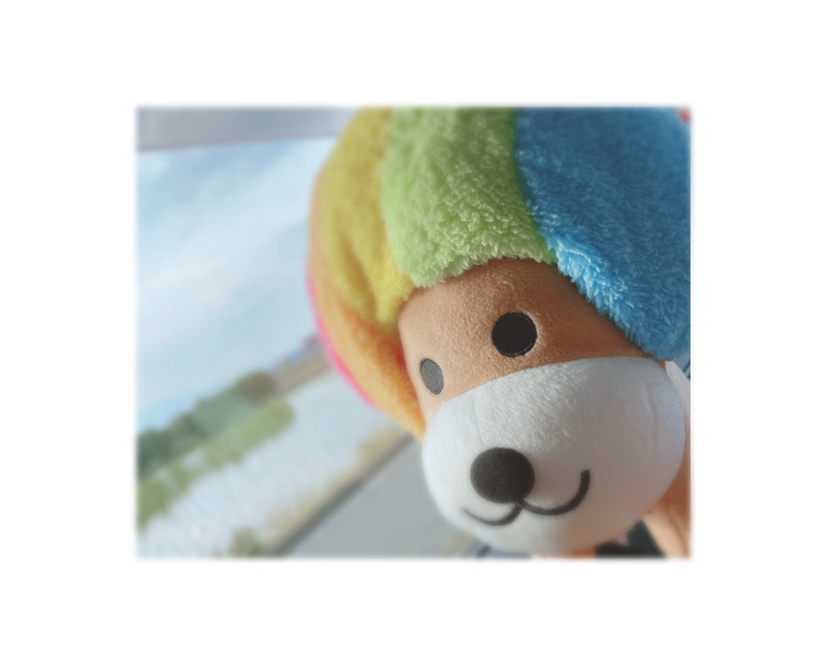 アフロ犬　🐶🩷💛🤍