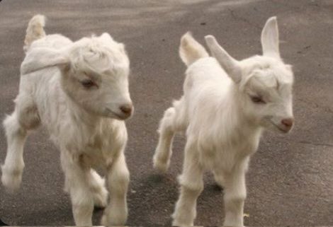 Iithosphere's tweet image. 