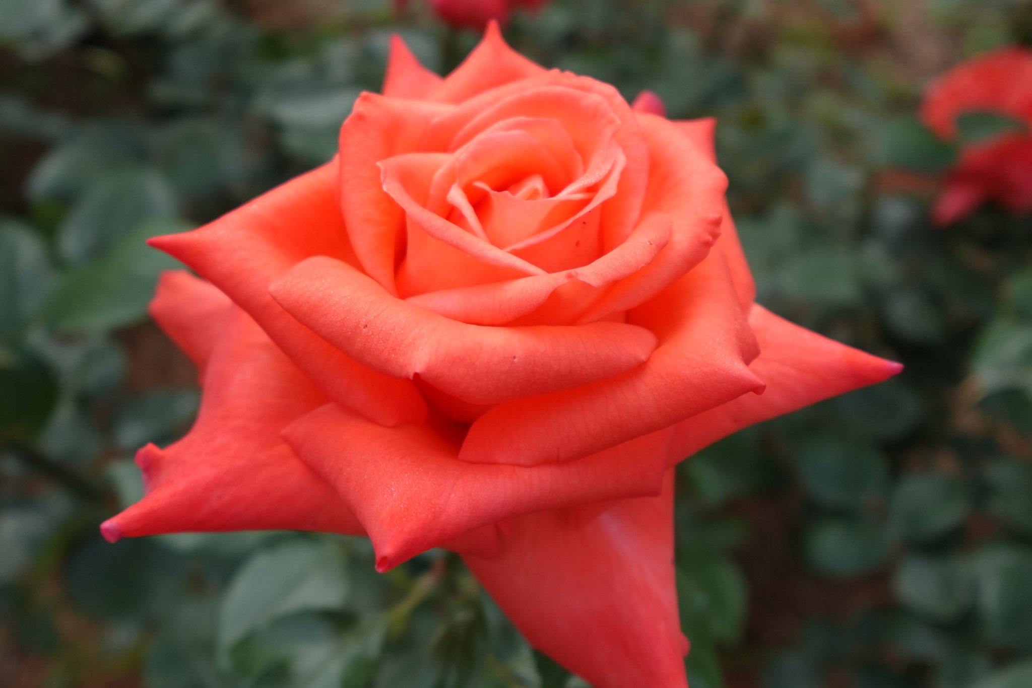 【中古】 春の野の花 中古】 春の野の花