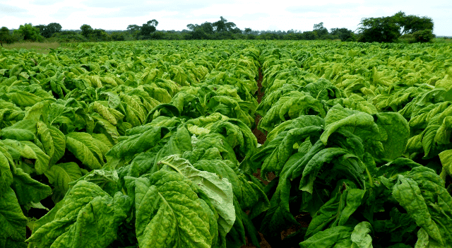 cnn tobacco Big Tobacco's court-ordered ads make their debut