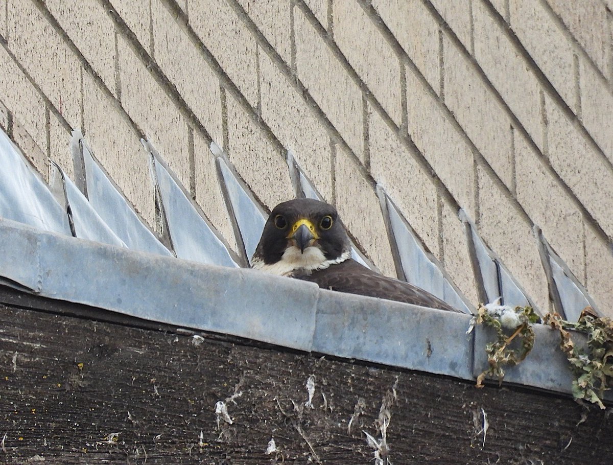 Peregrines nesting NW Kent. Exact location withheld.
