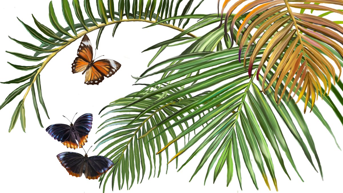 Ravi Jambhekar | Ecologist | Illustrator (@ravijambhekar) on Twitter photo The Common Palmfly (Elymnias hypermnestra) is a unique butterfly found across South and Southeast Asia, known for its remarkable mimicry. Illustration made for <a href="/IMScChennai/">The Institute of Mathematical Sciences</a>
#ButterflyIdentification
#UrbanButterflies The Common Palmfly (Elymnias hypermnestra) is a unique butterfly found across South and Southeast Asia, known for its remarkable mimicry. Illustration made for <a href="/IMScChennai/">The Institute of Mathematical Sciences</a>
#ButterflyIdentification
#UrbanButterflies