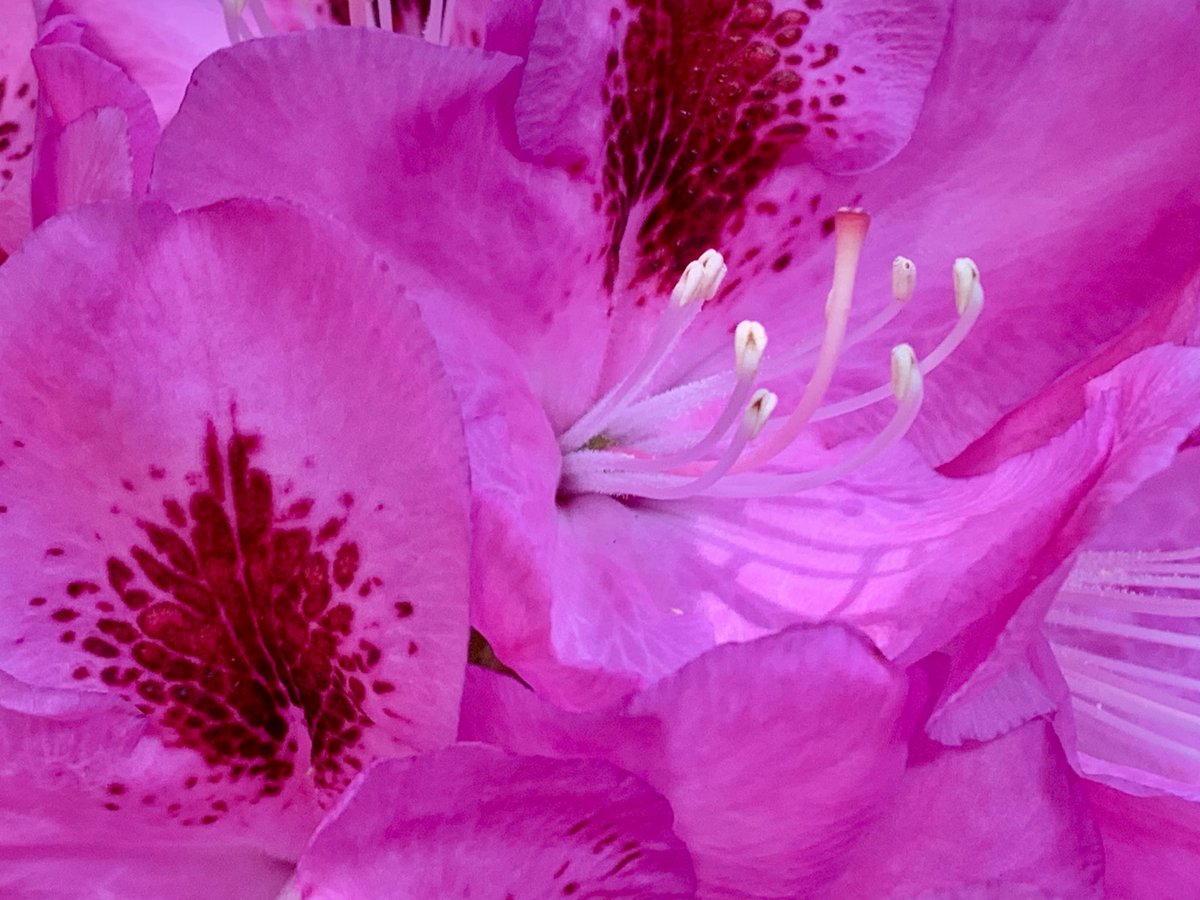 In deze tijd van het jaar verandert het Sterrebos in een sprookje! 
Rododendrons in vele kleuren staan er momenteel vol in bloei. Dwaal lekker rond terwijl de vogeltjes fluiten. 
Locatie: Landgoed Clingendael, Wassenaar, rand van Den Haag. 
Foto’s 14 mei: m.facebook.com/story.php?stor…