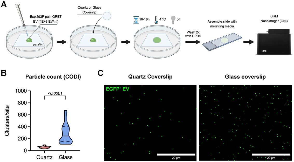 ISEV_Journals's tweet image. 📘Read in #JExBio📘Standard lab materials like borosilicate glass coverslips, with or without poly-L-lysine, can be effectively used for the immobilisation of EVs in specific imaging techniques. isevjournals.onlinelibrary.wiley.com/doi/10.1002/je…