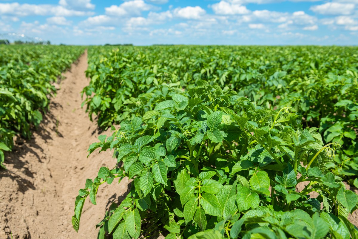 ResearchEmerald's tweet image. Lacking or no irrigation? 
No problem—if you're prepared.
Biostimulants improve water use efficiency &amp;amp; root reach during dry spells.

Read more here bit.ly/4kgvWwE

#SustainableFarming #PotatoGrowers #AgSolutions