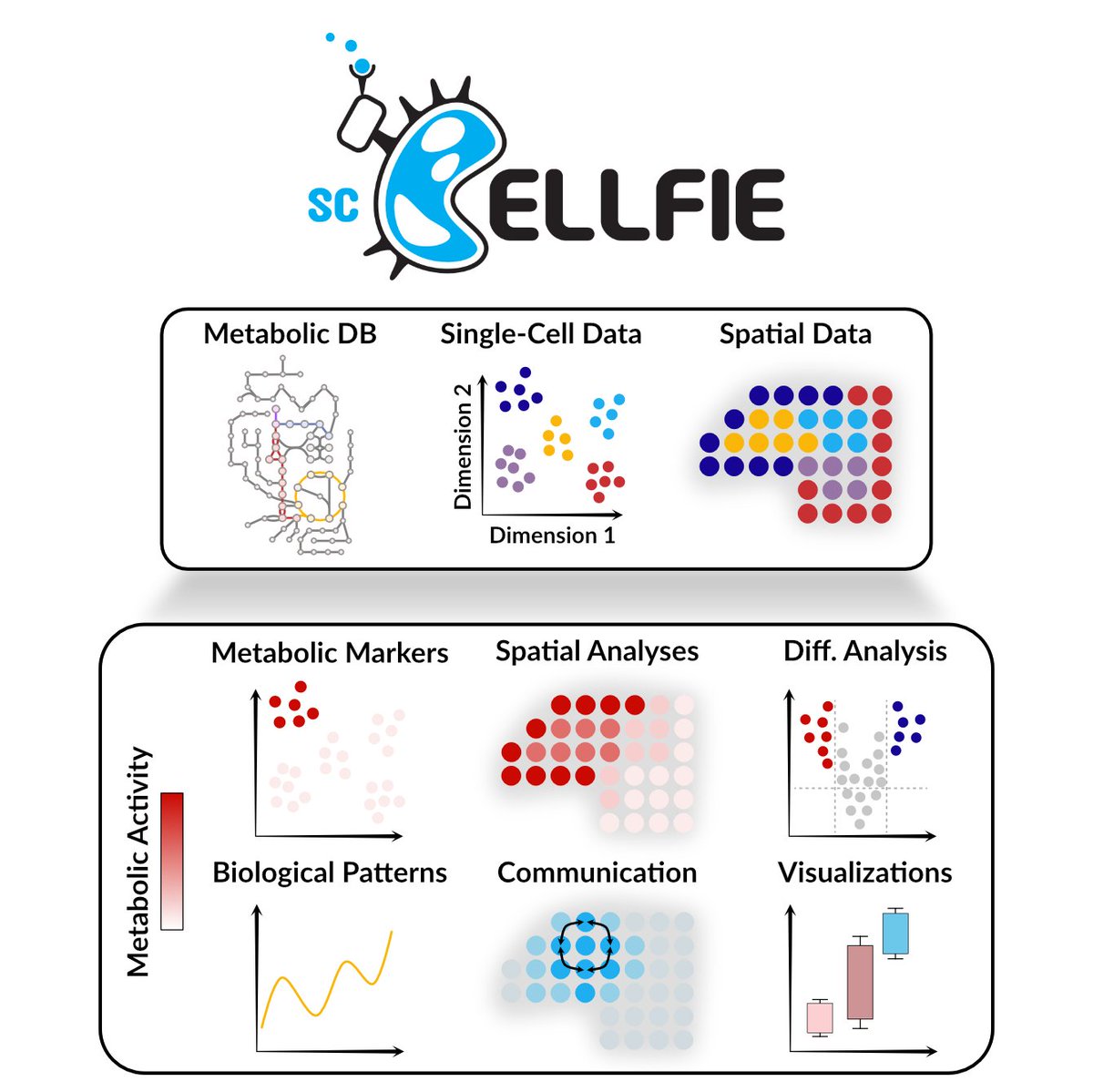 I’m happy to share that our scCellFie manuscript is finally on bioRxiv — a project that was an amazing opportunity to return to my roots in metabolism!
We infer metabolic activity from single-cell &amp; spatial transcriptomics 🧬
Read the pre-print here👇
 📄 doi.org/10.1101/2025.0…