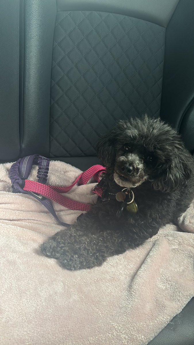 PrincessPink_86's tweet image. Today is Go Walking with Gateley, an established fixture in the Gateley calendar and this year Iβm taking my little bestie π