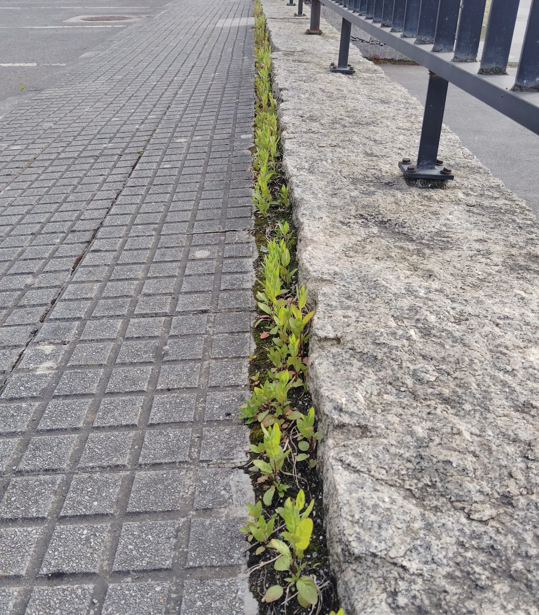 sector7_coruna's tweet photo. 😤 Lo q en una primera foto puede parecer un semillero de lechugas, le sigue un barrio lleno de maleza y descuidado. Llevamos más de un año intentando reunión, seguimos aquí en el mapa. @CorunaSostible (1/2)
#coruña #someso #recintoferial https://t.co/7AoK989hFf