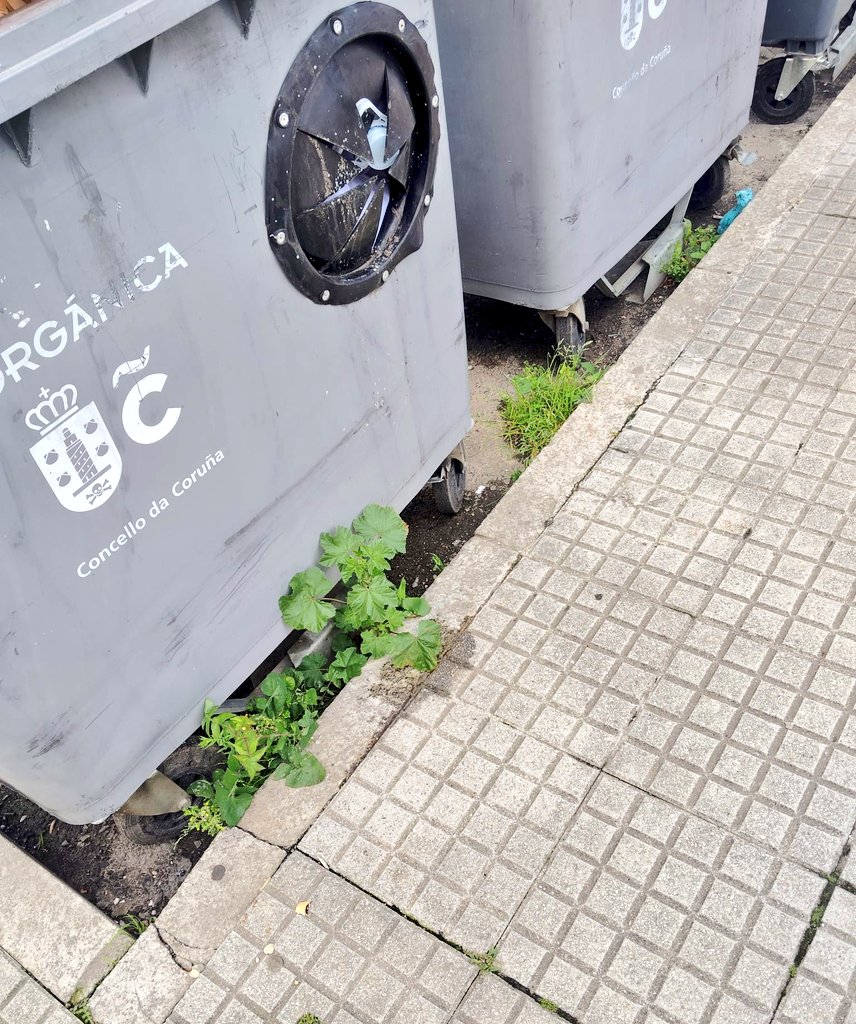 sector7_coruna's tweet photo. 😤 Lo q en una primera foto puede parecer un semillero de lechugas, le sigue un barrio lleno de maleza y descuidado. Llevamos más de un año intentando reunión, seguimos aquí en el mapa. @CorunaSostible (1/2)
#coruña #someso #recintoferial https://t.co/7AoK989hFf
