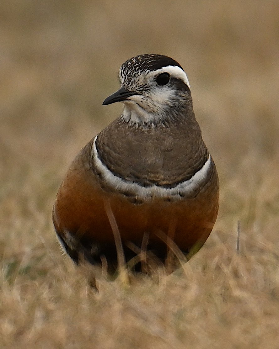 Roger Hackney tweet media