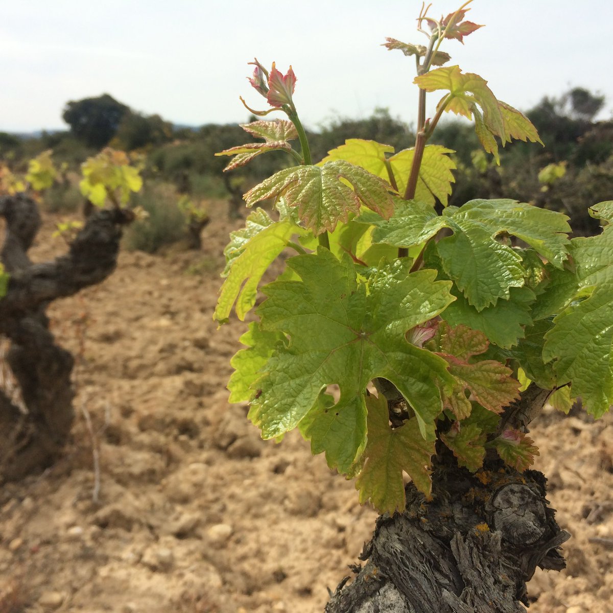 🍇🌞 ¡Feliz San Isidro Labrador desde Bodegas Familiares de Rioja! 🍷✨ Hoy celebramos con orgullo nuestra tierra, nuestras raíces y el espíritu de trabajo que nos une. #SanIsidroLabrador #bodegasfamiliaresderioja