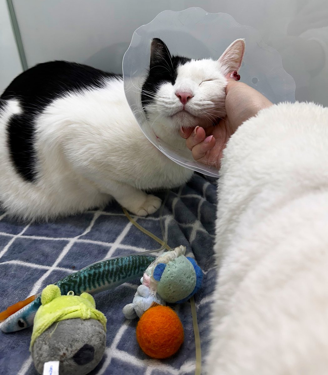 이거맞어
뚱땡이 저번에 급하게 입원했을 때
입원은 첨이라 무서웠는지 막 단식투쟁했는데 
의사샘이 그래도 체격이 있어서 애가 잘 버텨줬다고 했음