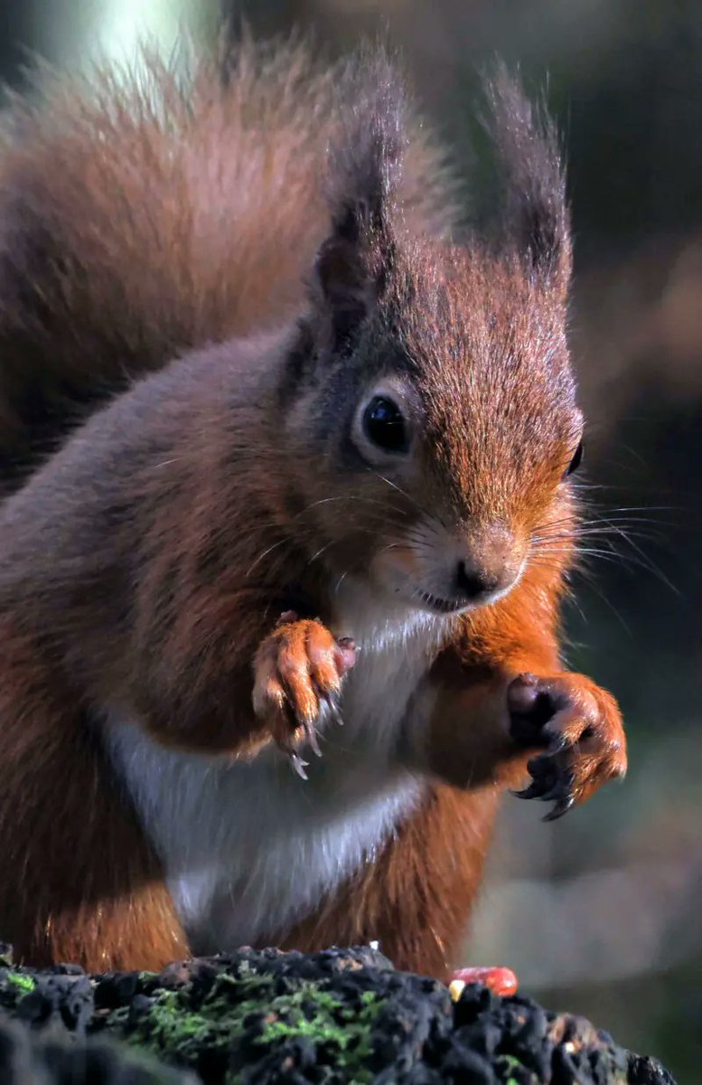 Red squirrel at RSPB Loch Leven. Pic: Adrian Plumb.